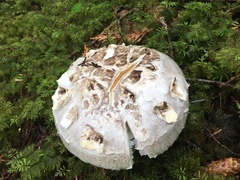 Catathelasma