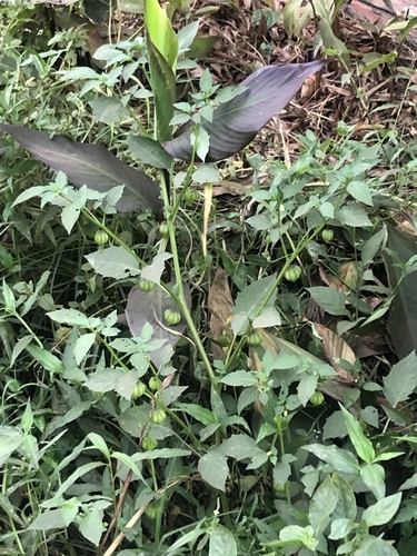 cutleaf groundcherry