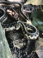 Thamnophis sirtalis semifasciatus