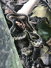 Thamnophis sirtalis semifasciatus