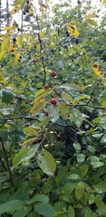 Ilex mucronata image
