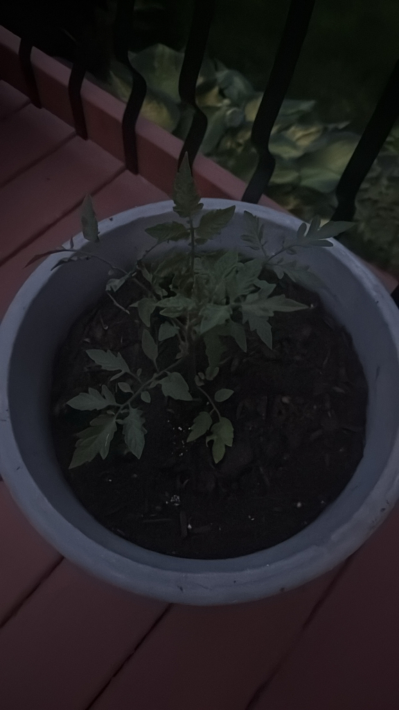 Solanum lycopersicum