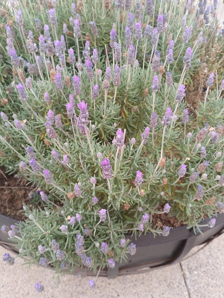 Lavandula