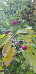 Ilex mucronata image