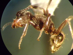 Liometopum apiculatum