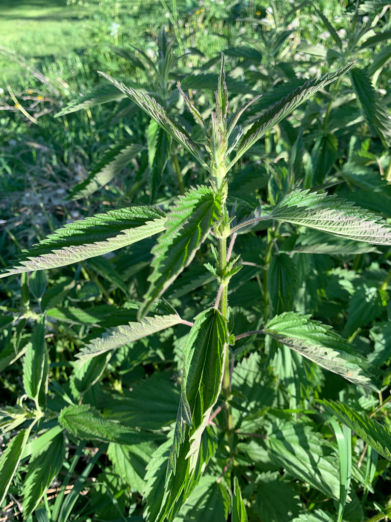 Urtica