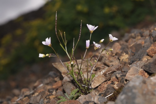Saddle Mountain bittercress (Cardamine pattersonii)