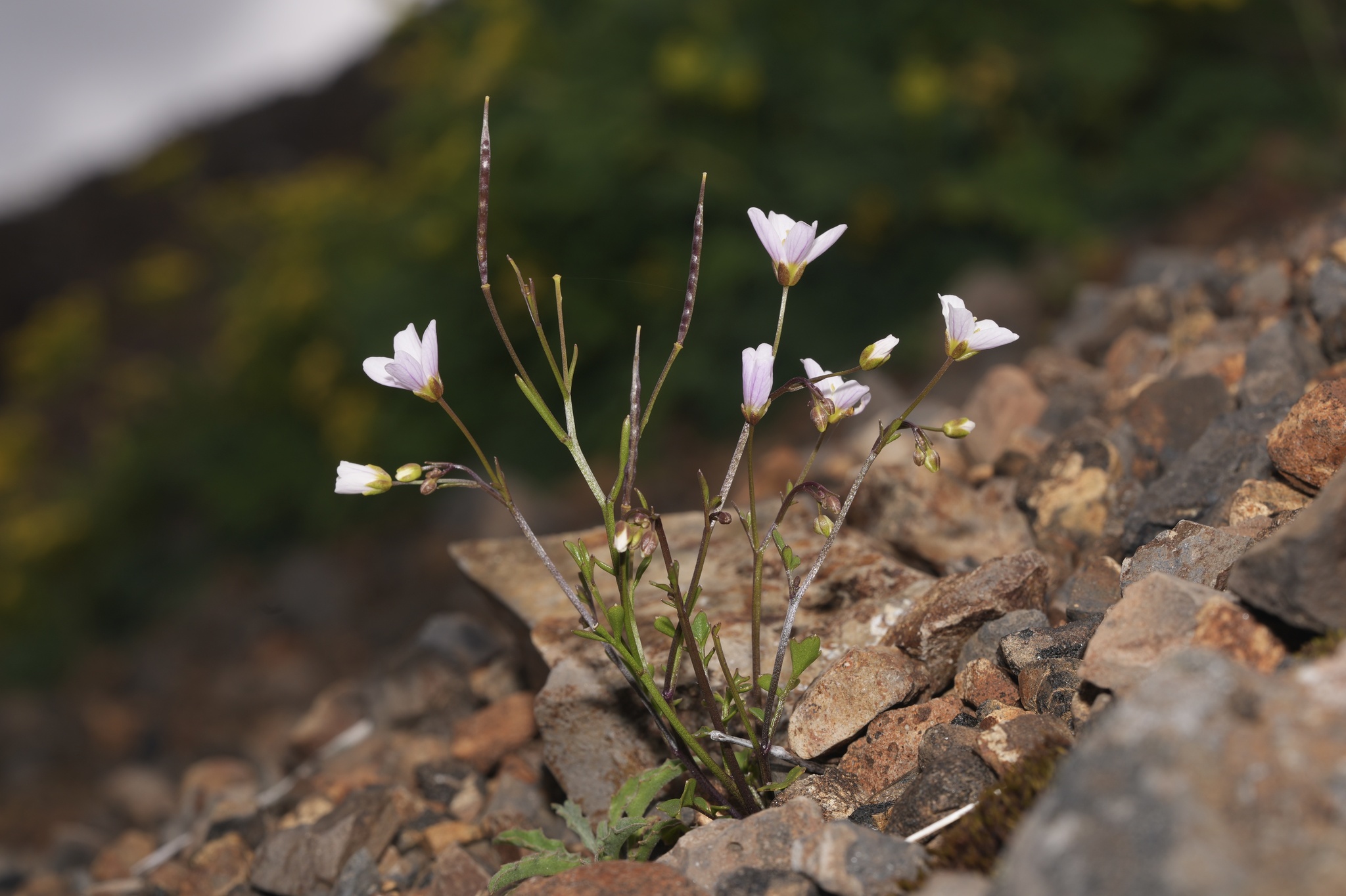 Cardamine pattersonii