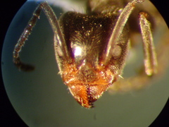 Liometopum apiculatum