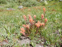 Castilleja peirsonii