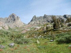 Castilleja peirsonii
