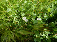 Trifolium monanthum