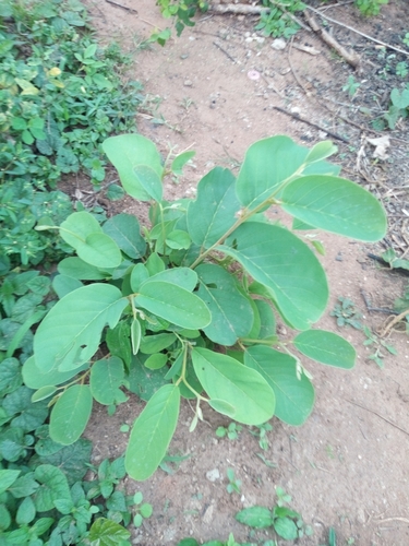 Annona senegalensis image