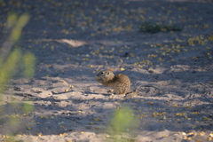 Ictidomys parvidens