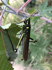 Schistocerca alutacea