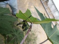 Schistocerca alutacea