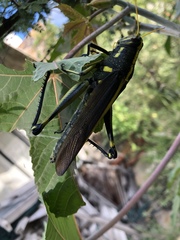Schistocerca alutacea