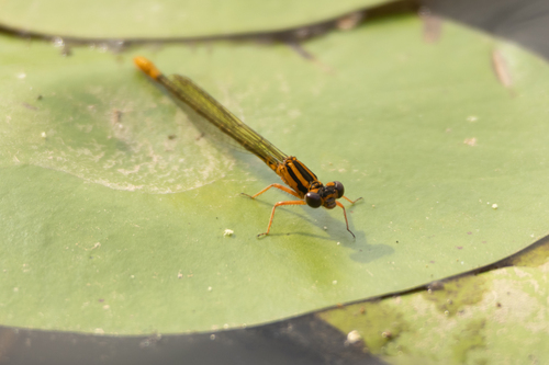 Lilypad Forktail photo 4