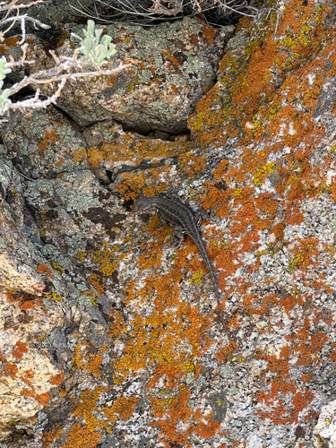 iNaturalist observation photo of Common Sagebrush Lizard