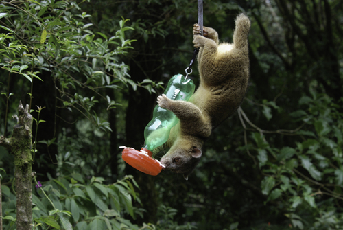Northern Olingo