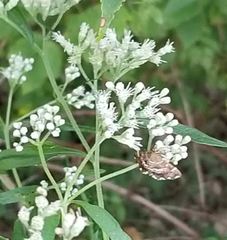 Hymenia