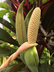 Syngonium angustatum