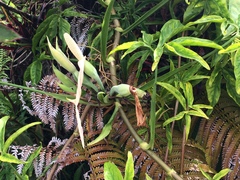 Syngonium angustatum