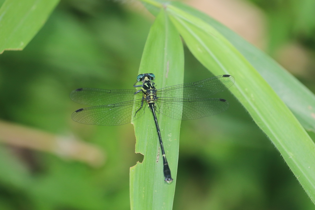 Heliogomphus drescheri