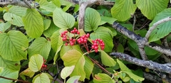 Viburnum lantanoides image