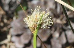Calliscirpus brachythrix