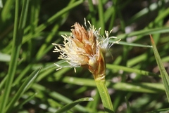 Calliscirpus brachythrix