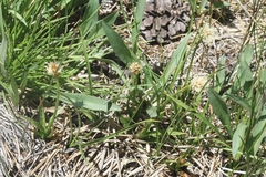 Calliscirpus brachythrix