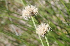 Calliscirpus brachythrix