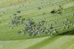 Aphis coweni