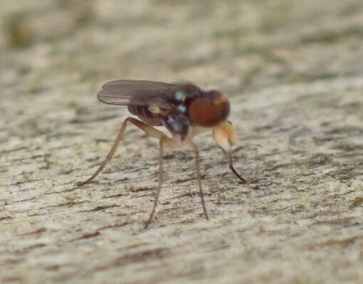 Chrysotus miripalpus