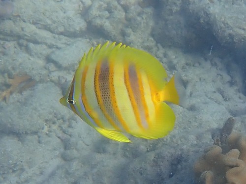 Rainford's butterflyfish (Chaetodon rainfordi) — Chaetodontidae — 5
