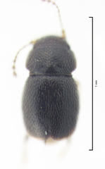 Ptinella octopunctata