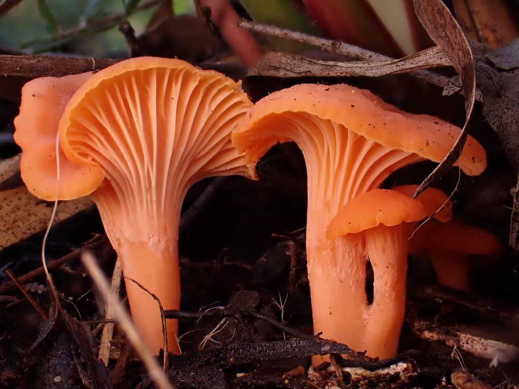 Australian chanterelle