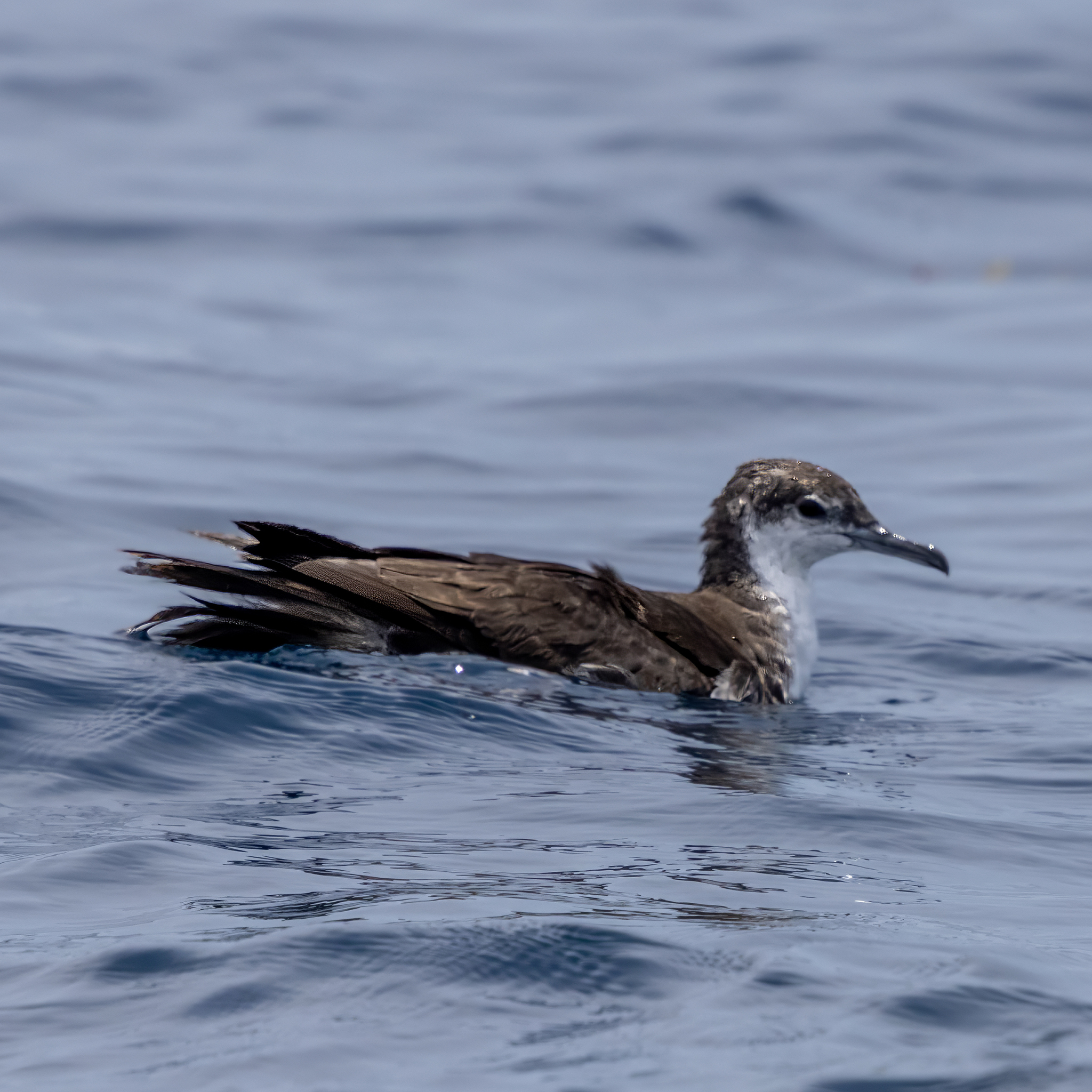 Sargasso Shearwater (Puffinus lherminieri), photo 4