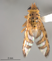 Chaetorellia succinea