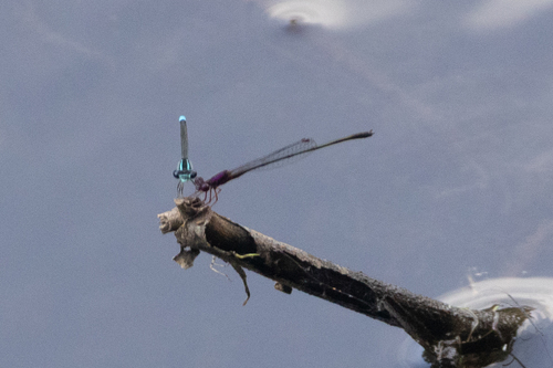 Burgundy Bluet photo 5