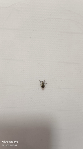 Myllocerinus aurolineatus