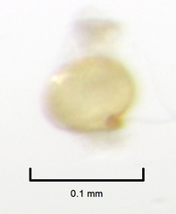 Ptinella octopunctata