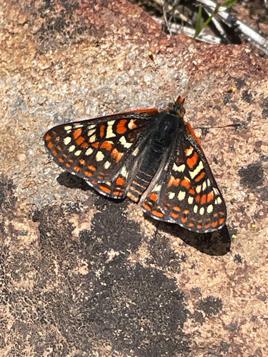 iNaturalist observation photo of Edith's Checkerspot