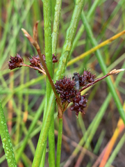 Juncus militaris