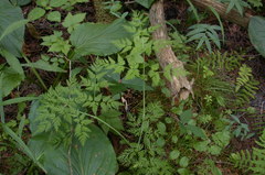 Conioselinum chinense