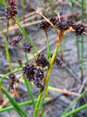 Juncus militaris