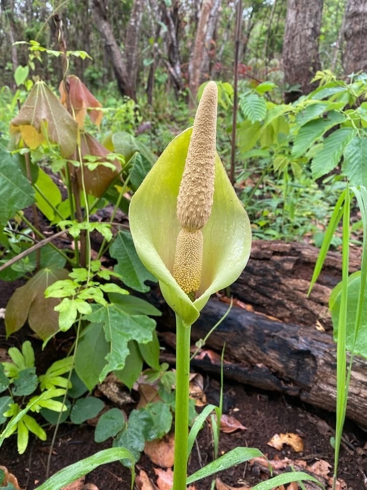 Amorphophallus cruddasianus