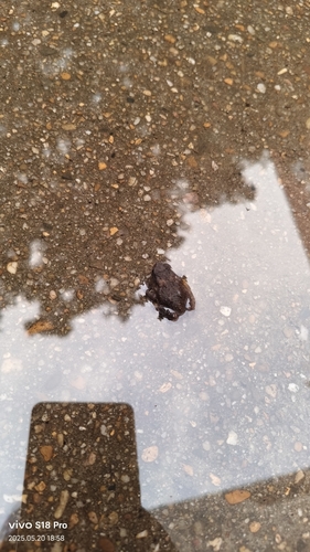 Asian Common Toad