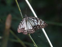 Ideopsis juventa